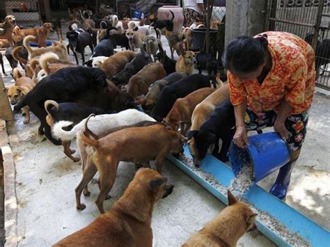 Jaipur Municipal Corporation Joins Ngos To Help Feed Stray Animals