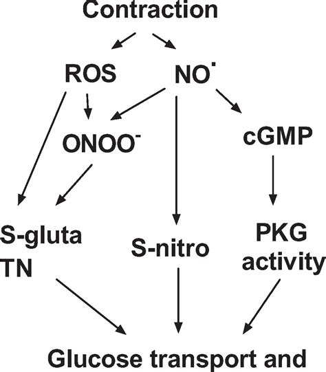 Figure 1 From Skeletal Muscle Nitric Oxide Signaling And Exercise A