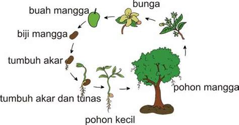 Siklus Hidup Beberapa Tumbuhan Berbiji | Mikirbae.com