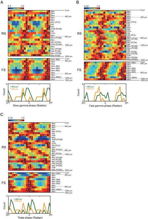 Juxtacellularly Recorded Neurons Phase Locking To LFP At The