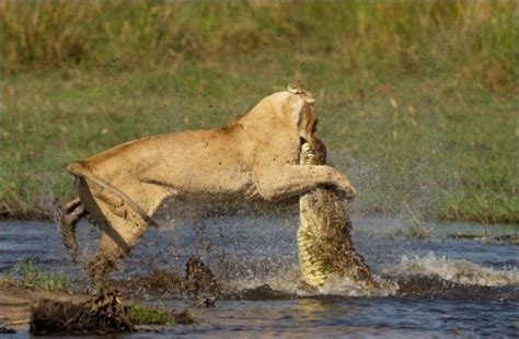 Lion vs crocodile (11 pics) | Amazing Creatures