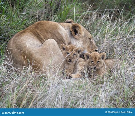 Frontview of Two Cubs Resting by Sleeping Mother Lioness in Grass Stock ...