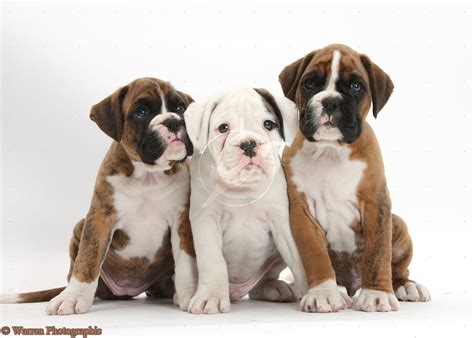 Cute Puppy Dogs: Cute boxer puppies