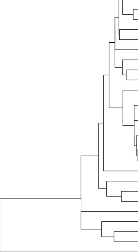 Dendrogram Showing Neighbour Joining Analysis Of S Rdna From Some