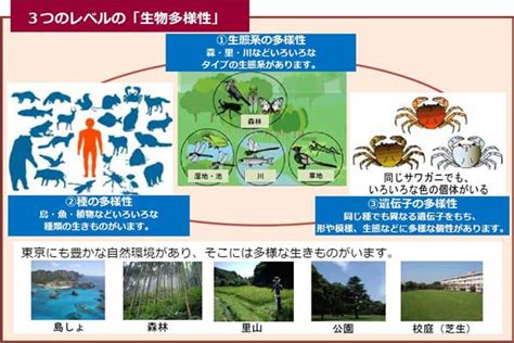 Q11 「生物多様性」という言葉の認知度｜東京都