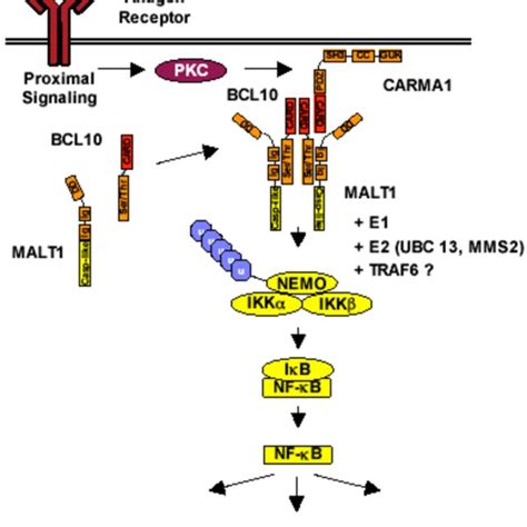 Pdf The Bcl Malt Signaling Pathway As A Drug Target In Lymphoma