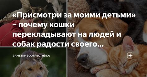 «Присмотри за моими детьми» – почему кошки перекладывают на людей и ...