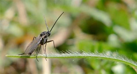 Fungus Gnats - Salisbury Greenhouse