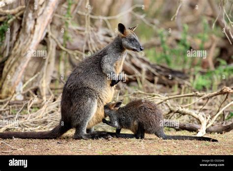 Swamp Wallabies Wallabia Bicolor Female And Juvenile Phillip Island