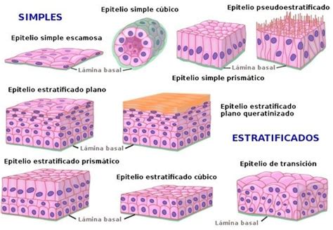 Histología parcial 1 Quizlet