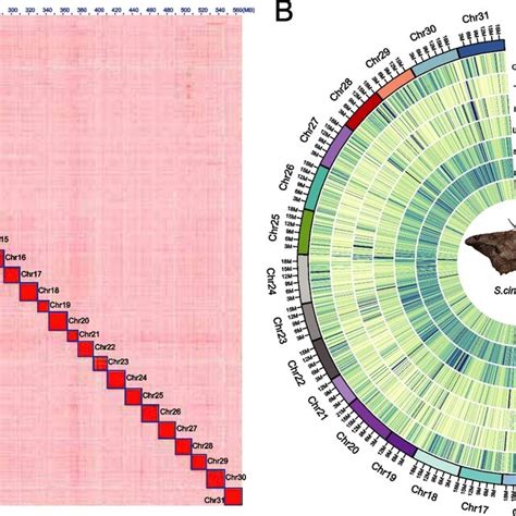 Chromosome Level Assembly Of Semiothisa Cinerearia A The Genomewide