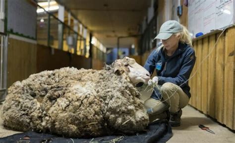 Von Einem Schaf Das Jahre In Den Bergen Umherwanderte Wurde Kilo