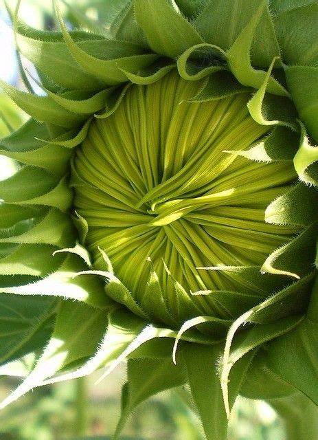 Pin By Queensociety On Sunflower Passion Sunflowers And Daisies