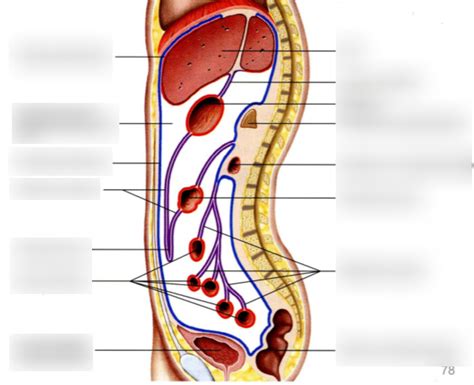 Peritoneum Diagram | Quizlet