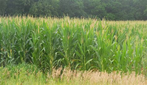 Corn Soybean Progress Still Ahead Last Year Raccoon Valley Radio