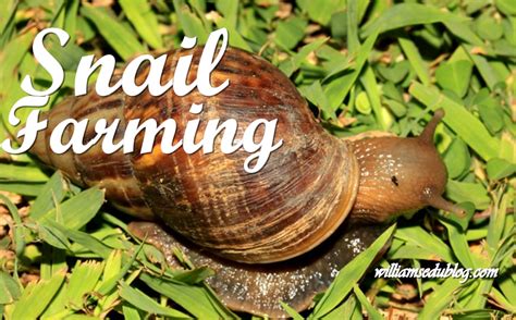 Snail Farming 5 Mind Blowing Facts And 6 Steps On How To Start A Snail