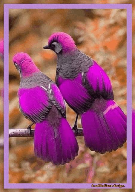 Bird Birds  Bird Birds Love Discover And Share S