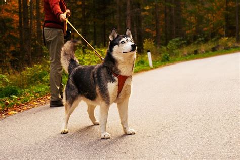 How To Train Your Husky To Walk On A Leash Petvblog