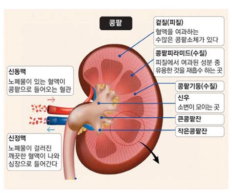 노폐물 잡는 체내 정수기 건강 시작은 튼튼한 콩팥 매일경제