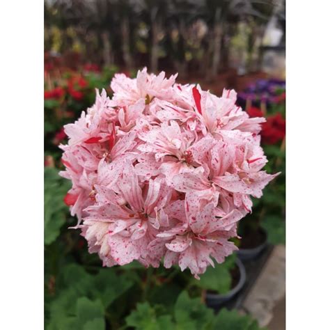 Пеларгониум Pelargonium "Richard Hodgson" -резник от Plants.bg с ...