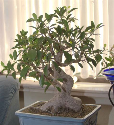 Фикус микрокарпа (140 фото): правила ухода и выращивания в домашних ...