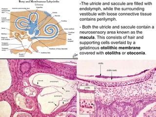 Histology of ear | PPT