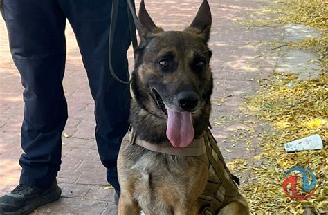 Agente Canino Pepol Apoy Para Detener A Un Hombre En Posesi N De Drogas