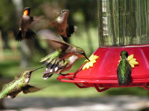 Hummingbird Central Spring Migration Matty Shellie