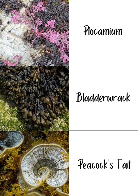 Seaside Identification Cards for Kids - seaweeds, flowers and creatures