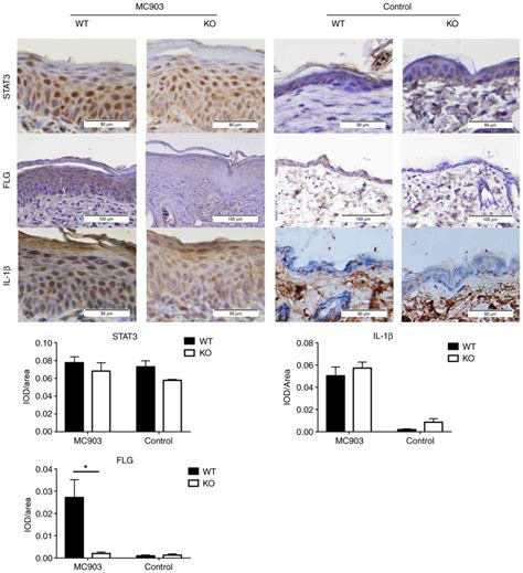 IL18 Knockout Alleviates Atopic Dermatitislike Skin Lesions Induced