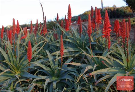⚕ Алоэ древовидное (Aloe arborescens) — полезные и лечебные свойства ...