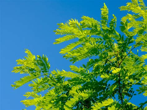 Pruning An Acacia Tree When Should You Cut Back An Acacia Gardening