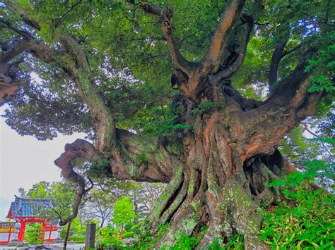 《宮城県》穴場なb級珍観光スポットも多数紹介！外せない絶景旅行地を半日・日帰りドライブ。何もないとは言わせない！【人気定番からマイナー隠れ名所・2024年まとめ】｜日本国内の観光・旅行ブログ