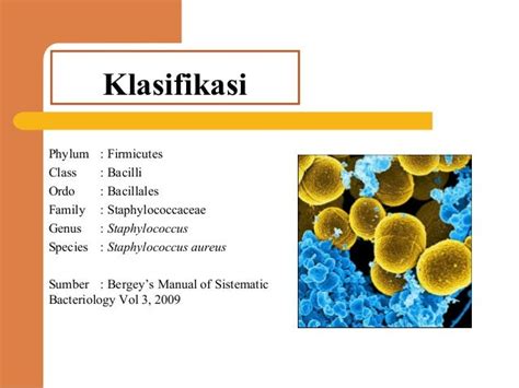 Staphylococcus Aureus