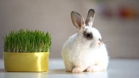 How Do Rabbits Digest Cellulose? — Rabbit Care Tips