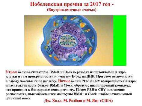 Молекулярная генетика онтогенеза - презентация онлайн