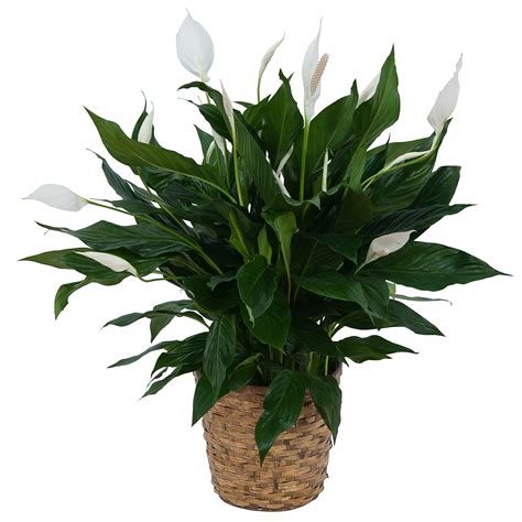 Peace Lily Plant In Basket In Bergenfield Nj Broderick S Flowers