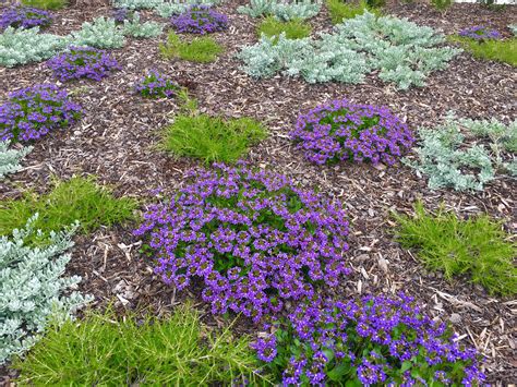 Australian Native Garden Ground Covers And Low Shrubs Aldi Bunbury