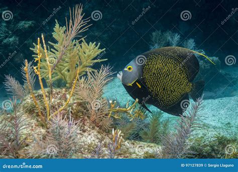 French Angelfish stock image. Image of underwater, park - 97127839