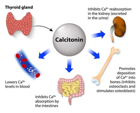 Calcium and Hypercalcemia Treatment Options - Suzy Cohen, RPh offers natural remedies to help ...