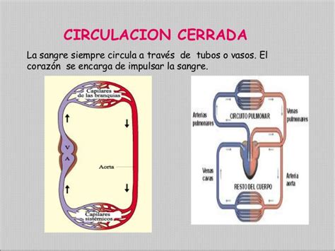 Accion En Circulacion Definicion Que Es Y Ejemplos Images 35910 Hot