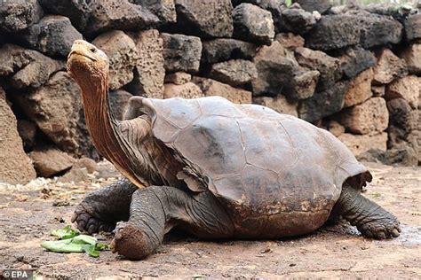 Diego The 100 Year Old Tortoise Is Set For Release After Saving Species