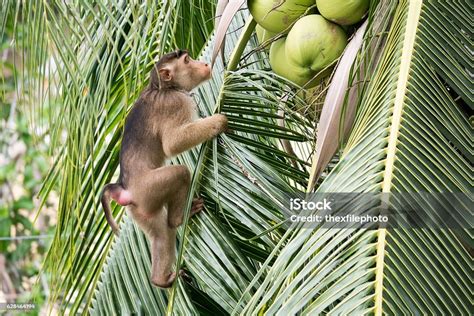 Monkey Climbing A Coconut Tree Monkey Is Picking Coconut Stock Photo ...