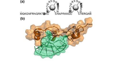 Amino Acid Sequence And D Structure Of The Nucleocapsid Protein A