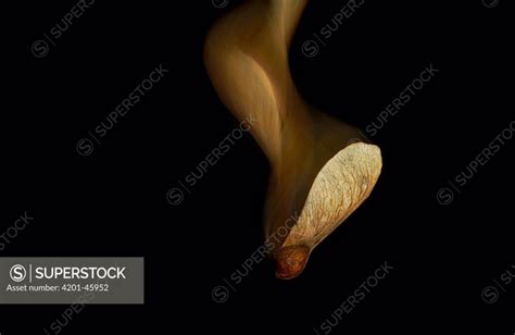 Sycamore Acer Pseudoplatanus Seed Falling Vlaardingen Netherlands