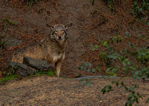 Red wolves: Breeding them in the wild for their survival - UNC Media Hub