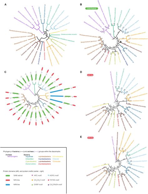 Frontiers Diversity And Functional Analysis Of The FeMo Cofactor