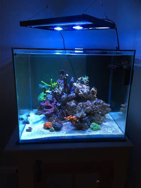 Reef Tank 365 Reef Tank 365 Featuring HairyGary S 93 Cube REEF2REEF