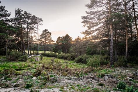 Premium Photo | Autumn landscape of a forest at sunset