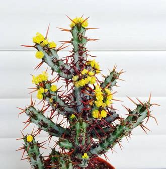 Euphorbia Aeruginosa, Эуфорбия Аэругиноза, Молочай аэругиноса, Молочай ...